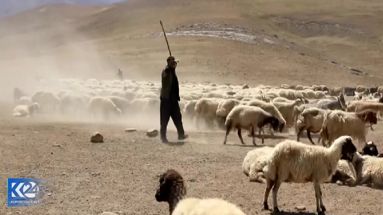 دامداران شمال کوردستان در دام خشکسالی